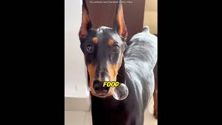 Sick Dog Ate In Special Chair! Guarded Mom But Left Dad Went Viral!#smartdog  #doglife