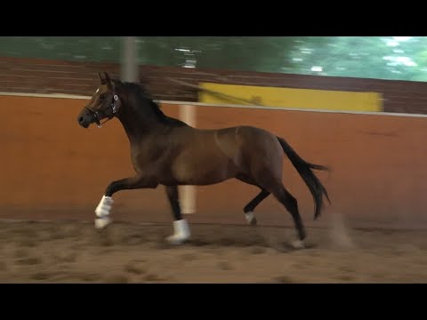 *2018 Hengst von Marc Cain SOLD!!!