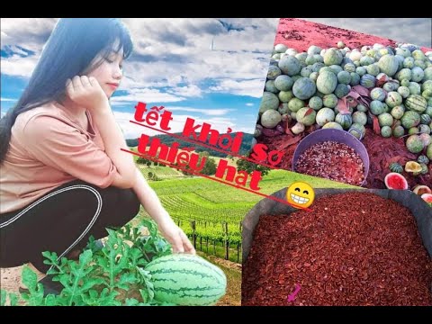 THU HOẠCH LẤY HẠT DƯA