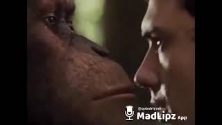Download lagu story wa kingkong lucu madlipzing mp3 Download lagu story wa kingkong lucu madlipzing mp3