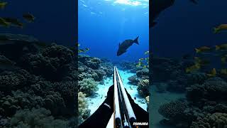 Download lagu Spearfishing Adventure | Catching Big Fish in the Ocean #4kwildlife #fishingadventure #fishing mp3