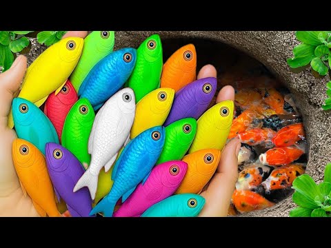 Catch beautiful aquarium fish in small pond baby turtles, pencil fish, nemo fish, eel, molly fish🐠🐬