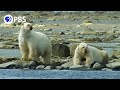 Polar Bears Hunt Beluga Whales