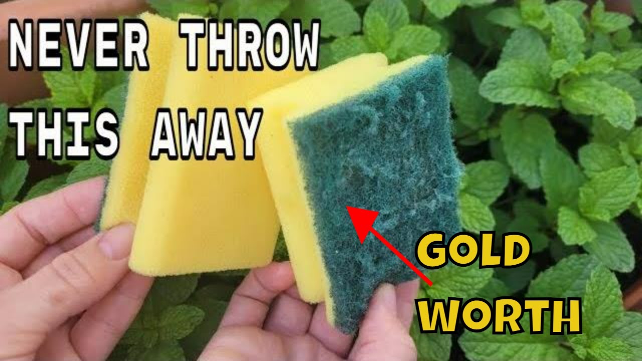 NEVER THROW THEM AGAIN !! the sponges used are WORTH PURE GOLD on your plants in HOME AND GARDEN - YouTube