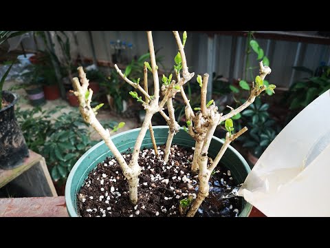 茉莉花 澆水