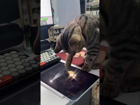 Funny cat #cat #shorts #youtubeshorts Gully Dreams - Hanu Dixit