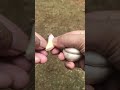 Bawang Putih Obat Panu Kurap Herbal Alami Short Asmr Shorts