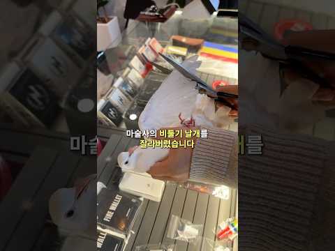 마술사가 비둘기의 날개를 잘라 살렸습니다ㄷㄷ;;