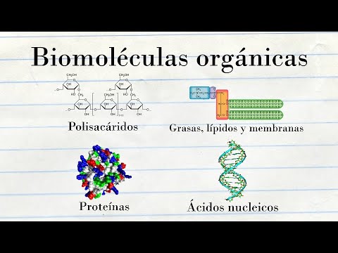 Chemical components of cells | Medicine in 5 minutes