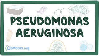 Pseudomonas aeruginosa - an Osmosis Preview