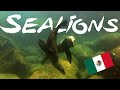 Magical encounters with sea lions in Mexico, seelöwen, Los Islotes/ Baja California, Mexiko