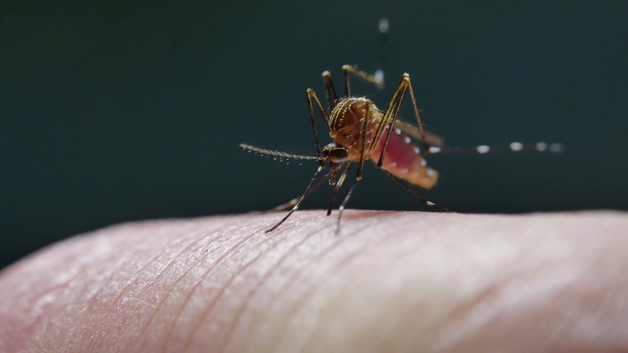 Our Beautiful Planet: Mosquito Menace