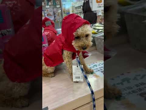 経営学科 真っ赤なカッパが似合うトイプードル8ヶ月 #toypoodle #トイプードル