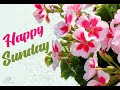 Happy Sunday Greetings Happy Sunday Wishes
