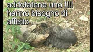 preview picture of video 'Gattini abbandonati in cerca di casa a valenzano'