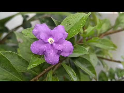 Rain & flower whatsapp status video |watch in high quality