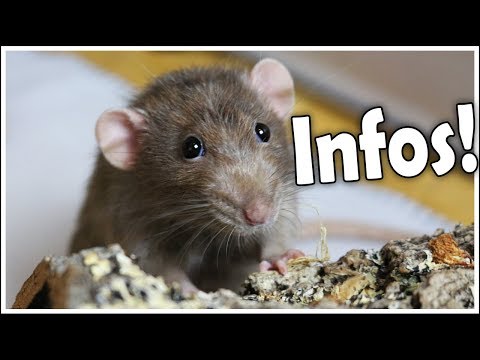 21 Neu Chinchilla Käfig Einrichtung Kaufen Grafiken 21 Neu Chinchilla Käfig Einrichtung Kaufen Grafiken