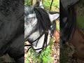 Ponette D 7 ans polyvalente