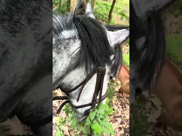 Ponette D 7 ans polyvalente
