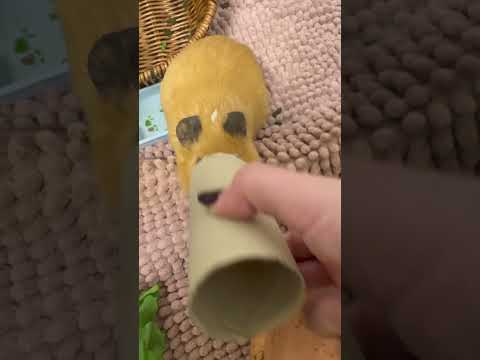 guinea pig cute reaction short