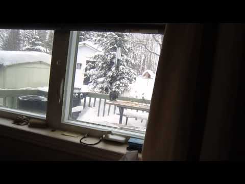 Big raven feasting in backyard in Northern Ontario