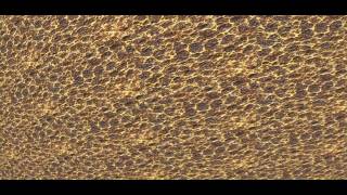 Dancing Machine/Blame It On The Boogie (Immortal V