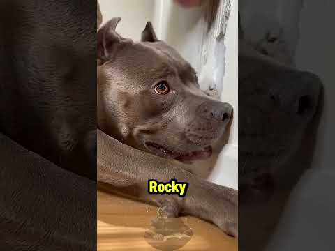 Chó Liên Tục Tấn Công Bức Tường Và Sự Thật Được Phơi Bày 😱