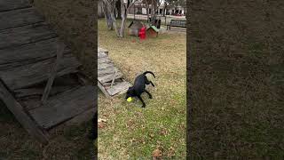 Video preview image #1 Australian Kelpie-Unknown Mix Puppy For Sale in Rowlett, TX, USA