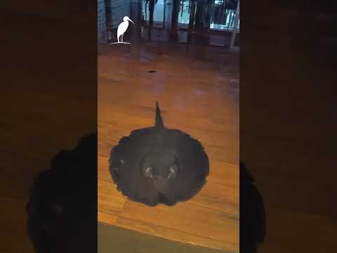 Após chuvas no Pantanal, uma arraia apareceu no restaurante de uma pousada em Miranda no MS