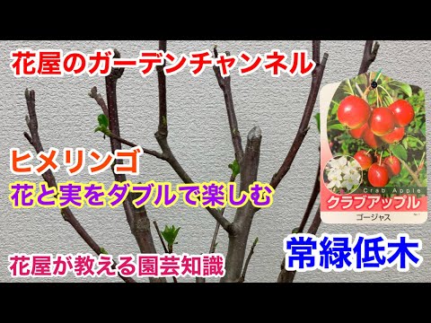 クラブアップル「ルドルフ」 植物