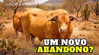 VALE a pena HOJE ou ficou para TRÁS na pecuária moderna?