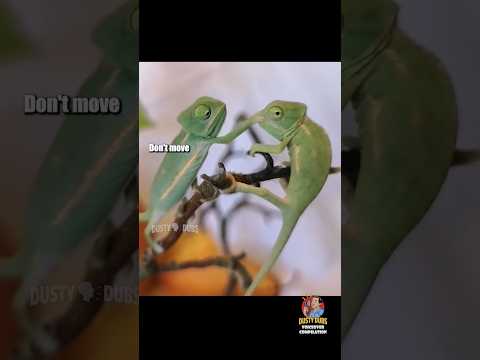 🦎 Hilarious Reptile/Amphibian Voiceover Compilation #dustydubs #voiceover #shorts