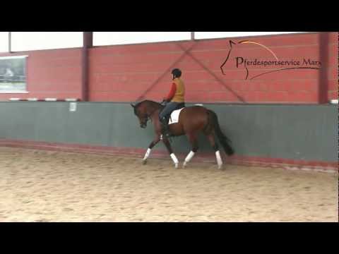 Tendra *2008 www.pferdesportservice.de