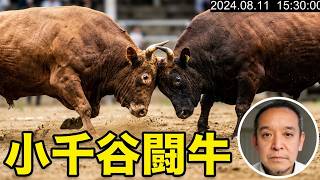 【民俗文化財】新潟県小千谷市で闘牛を観てきました