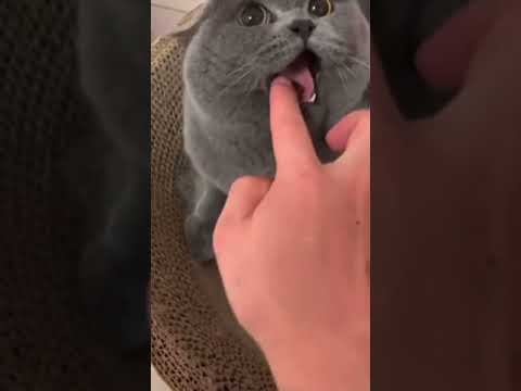 Put finger in cat's mouth