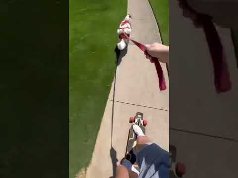 NUNCA HAS VISTO UN OSO MÁS RÁPIDO 🐻 #perro #cachorro #patinaje