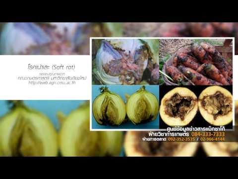 การตรวจคัดกรองความอ่อนแอ ครีมที่ดีเพื่อเพิ่มสมาชิก