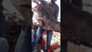 Download lagu Big Goliath Grouper || Sandspit Fishing Karachi | kemari Fishing | Karachi Fishing mp3 Download lagu Big Goliath Grouper || Sandspit Fishing Karachi | kemari Fishing | Karachi Fishing mp3