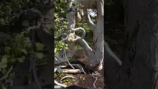 Download lagu bonsai serut super gede besar mp3 Download lagu bonsai serut super gede besar mp3