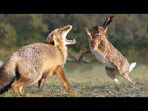 Заяц — Неуловимый бегун и Боксёр, способный Наказать Лисицу!
