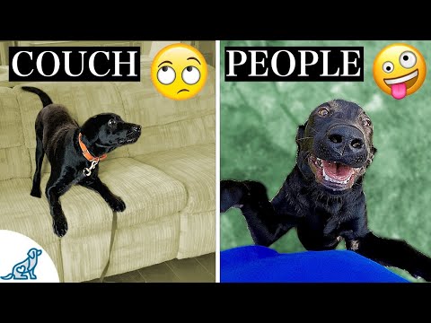 Your Complete Guide To Teach Your Dog To STOP Jumping Up