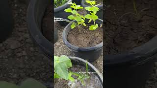 Available Soil Moisture Depletion🌾💧