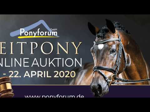 STEVERHEIDES NIJINSKY 5j. dunkelbrauner Wallach v. FS Numero Uno - Dein Sunnyboy