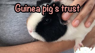 6 tips to get your guinea pig to trust you