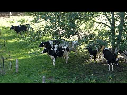 Concert of cows (1) / Kühe muhen im Konzert (1)