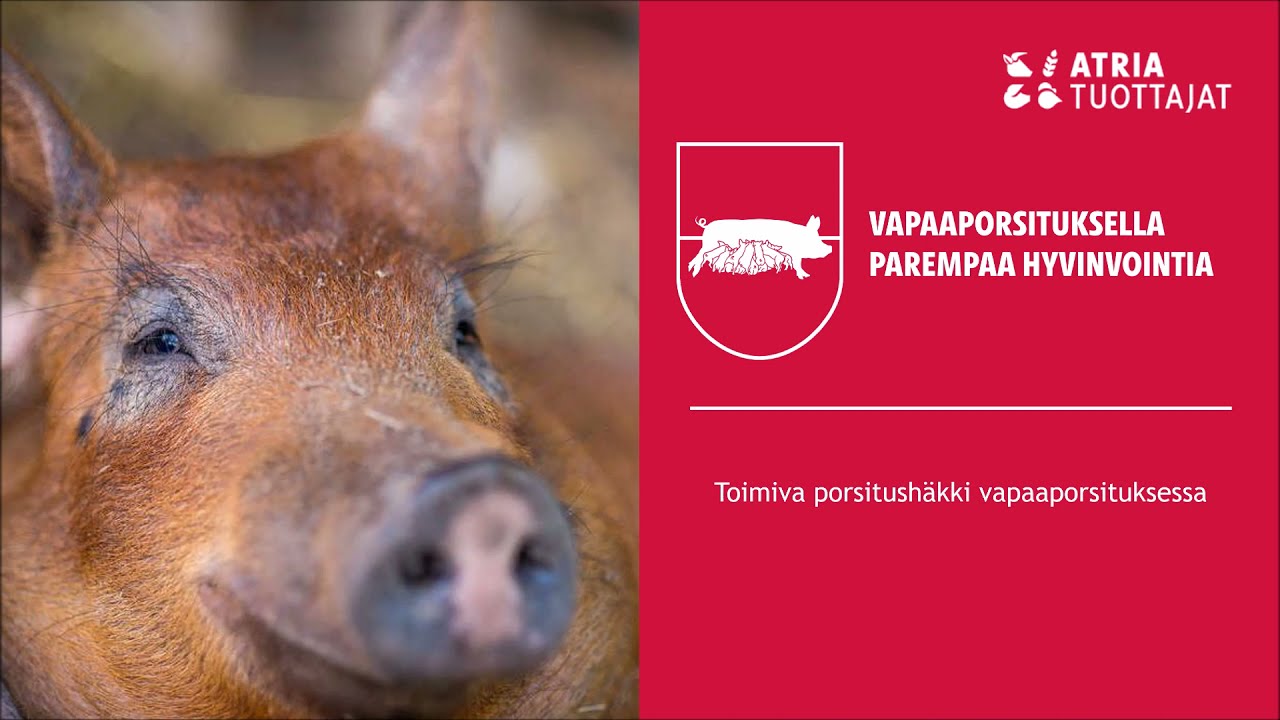 Toimiva porsitushäkki vapaaporsituksessa