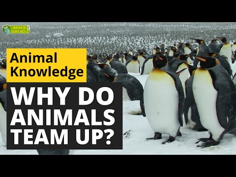 Animal Teamwork - Why Do Animals Team Up? - Animals for Kids - Educational Video
