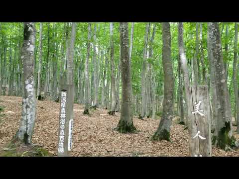 【自宅で松之山6/1】美人林(びじんばやし)は、やっぱり美人。