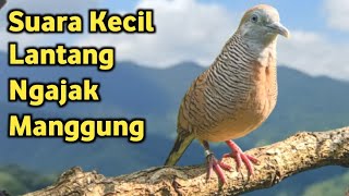 Download lagu Perkutut Lokal Gacor Suara Super Kristal - Pancingan Malas Bunyi  (99%AMPUH BANGET) mp3