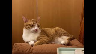 [問題] 除了睡覺 其他時間呼吸很快